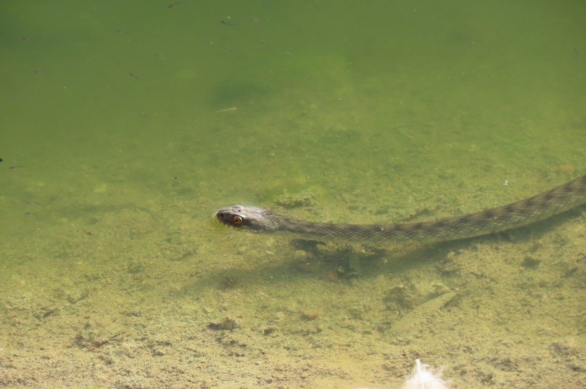 Tessellated Water Snake - ML640856480