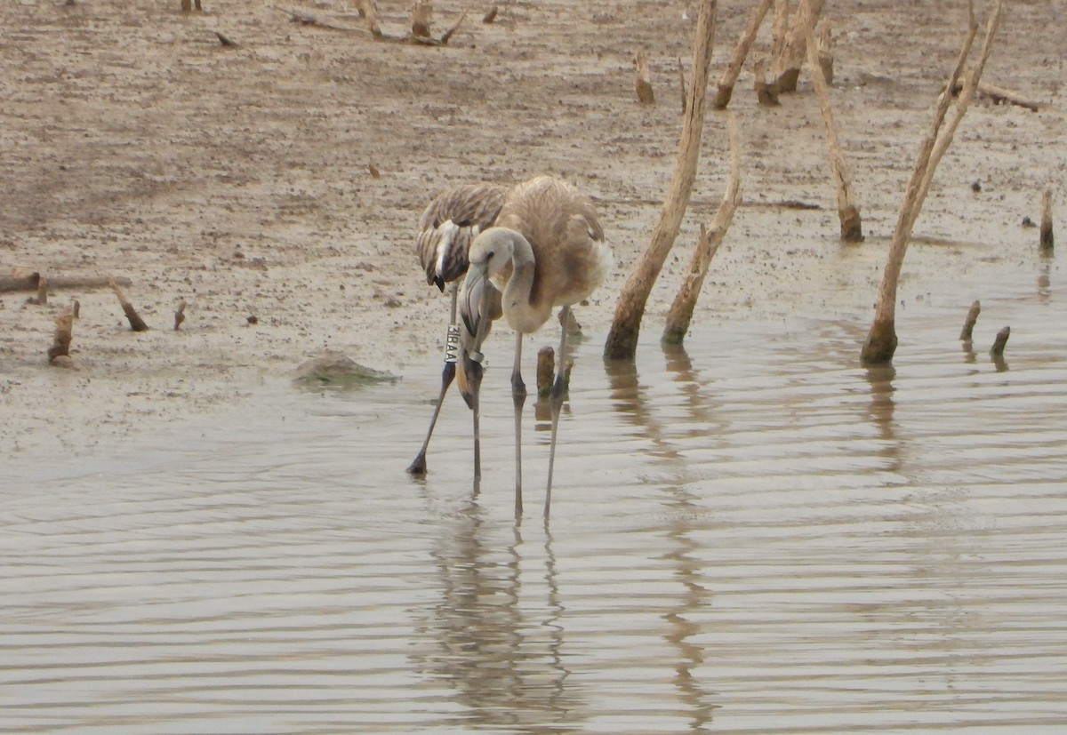 Flamenco Común - ML640856484