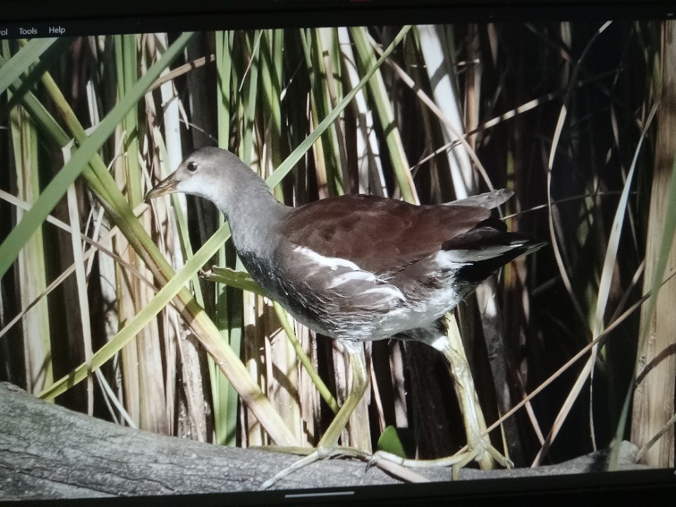 Common Gallinule - ML640856488