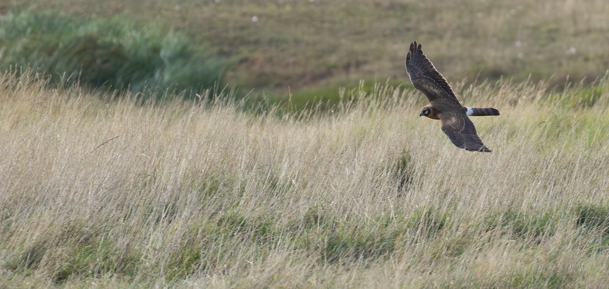 Pallid Harrier - ML640856492