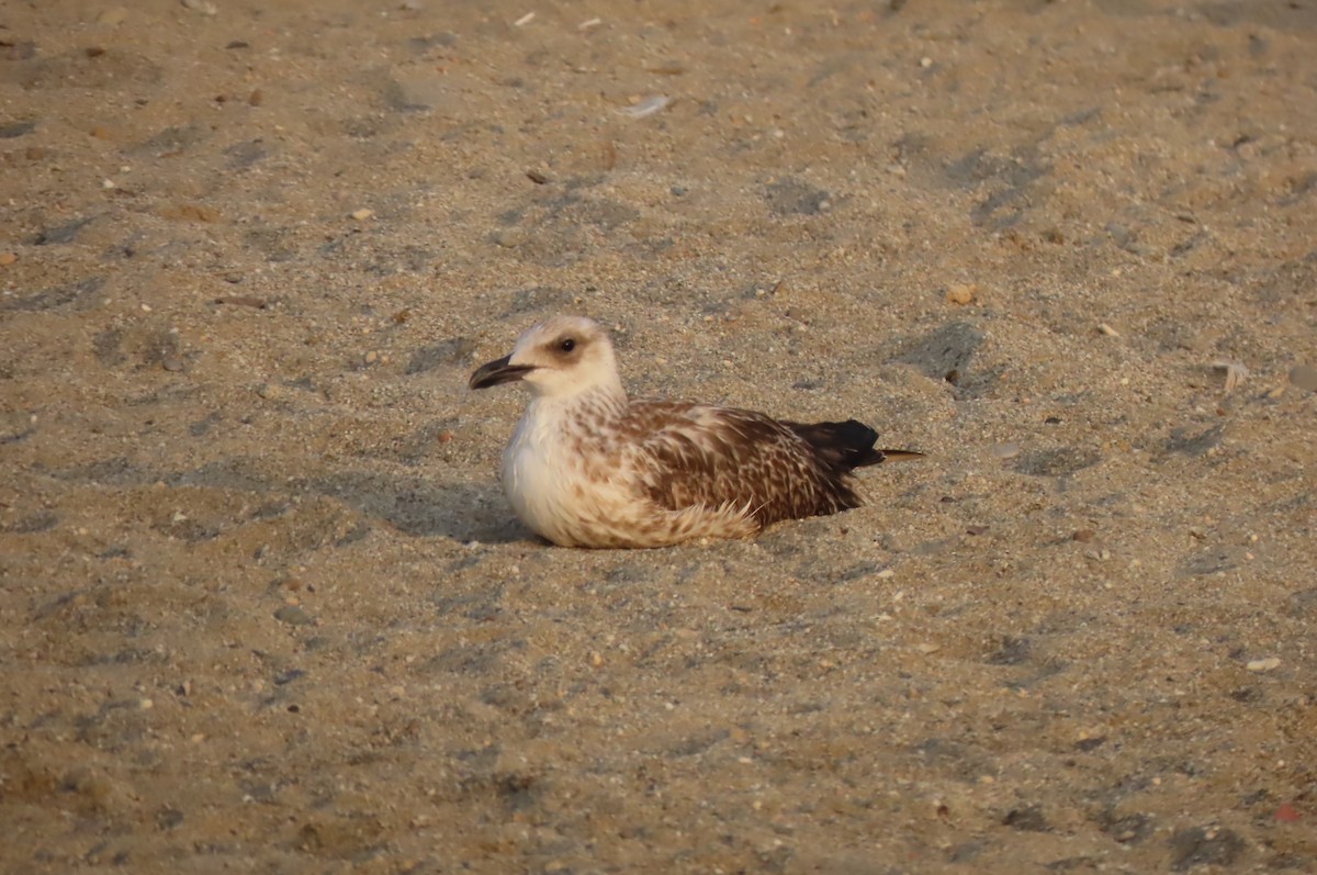 racek středomořský - ML640856515