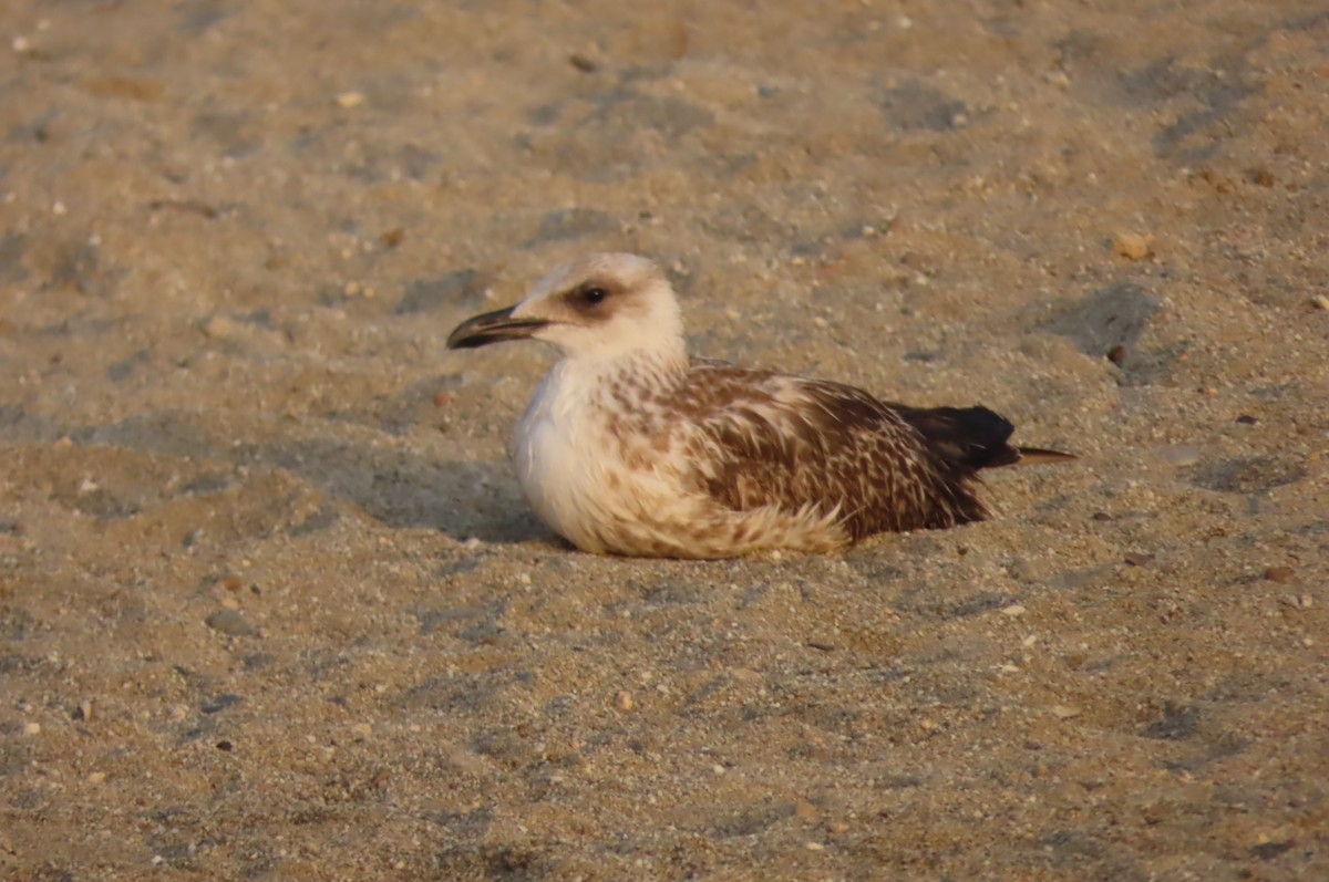racek středomořský - ML640856516