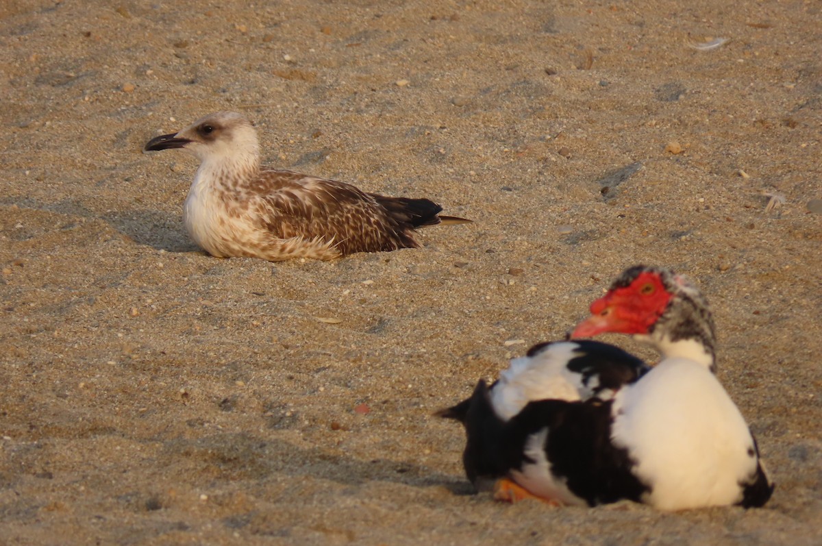 racek středomořský - ML640856517