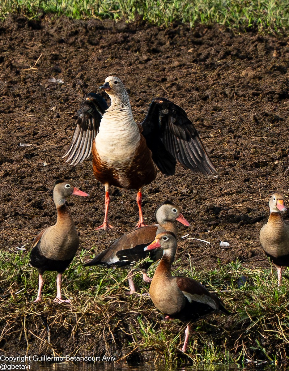 Orinoco Goose - ML640856524