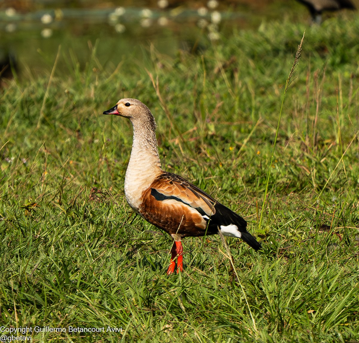 Orinoco Goose - ML640856525