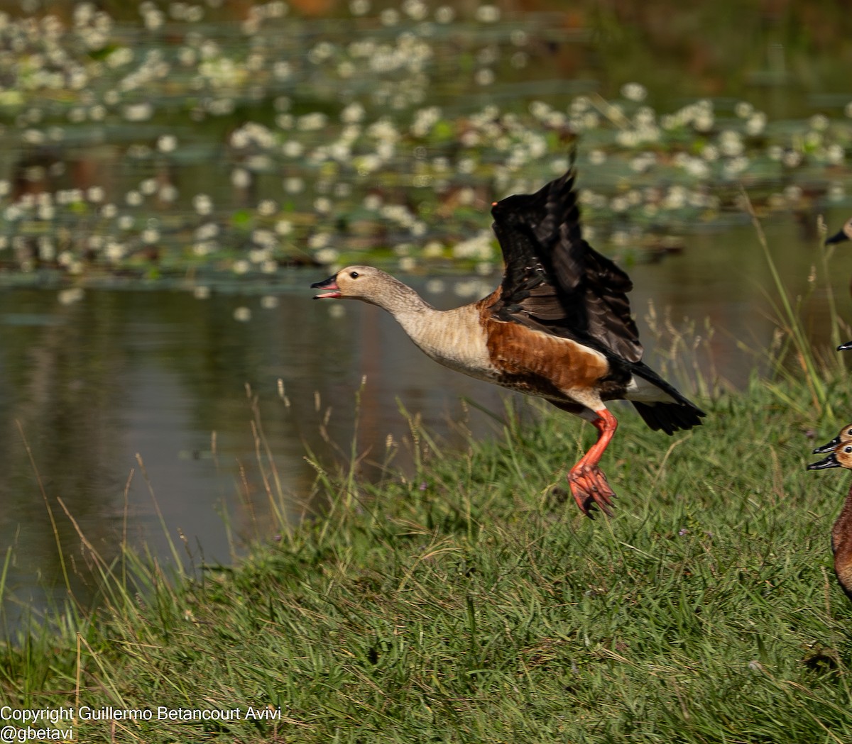 Orinoco Goose - ML640856526