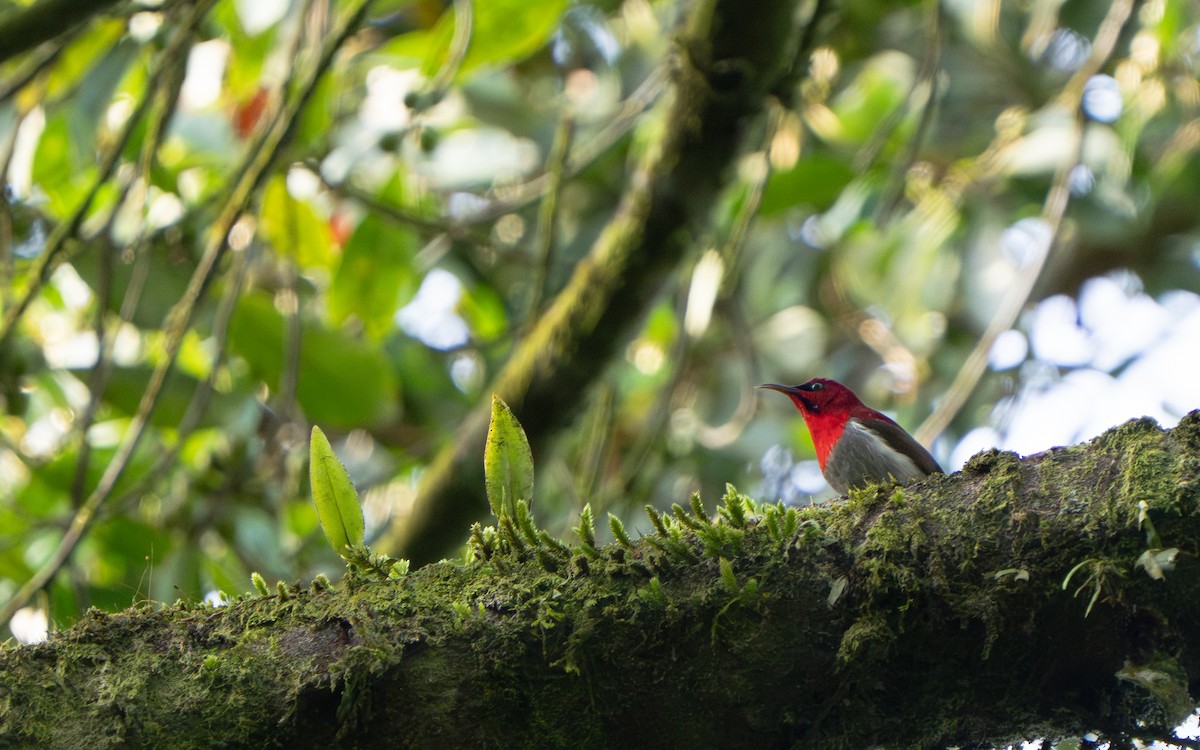 Javan Sunbird - ML640856541