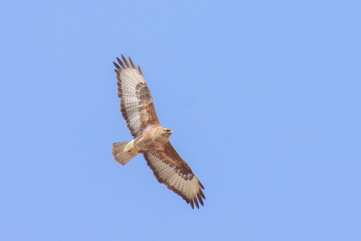 Mäusebussard (vulpinus/menetriesi) - ML640856546