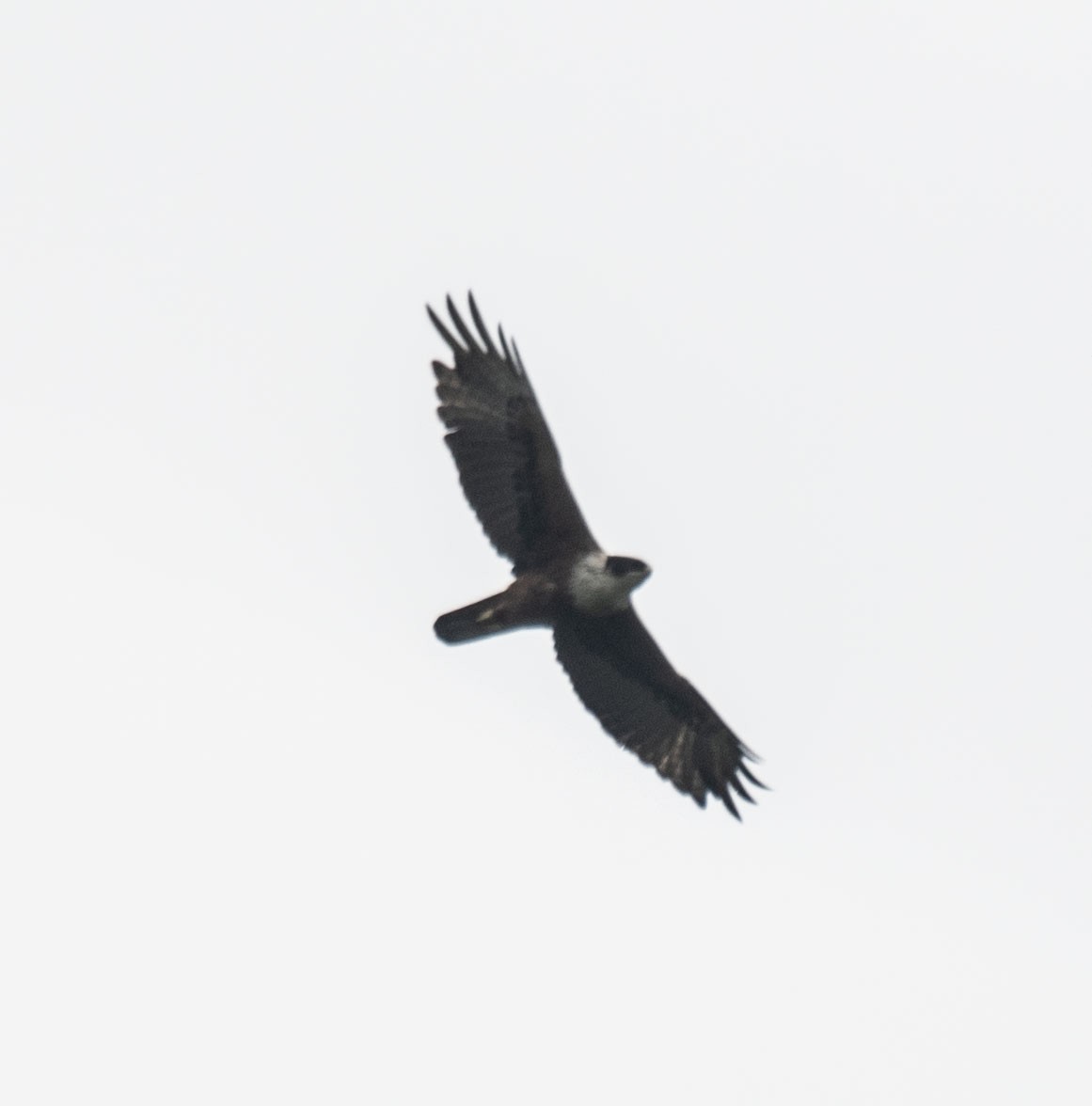 Rufous-bellied Eagle - ML640856549