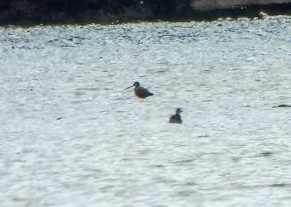 Hudsonian Godwit - ML640856557