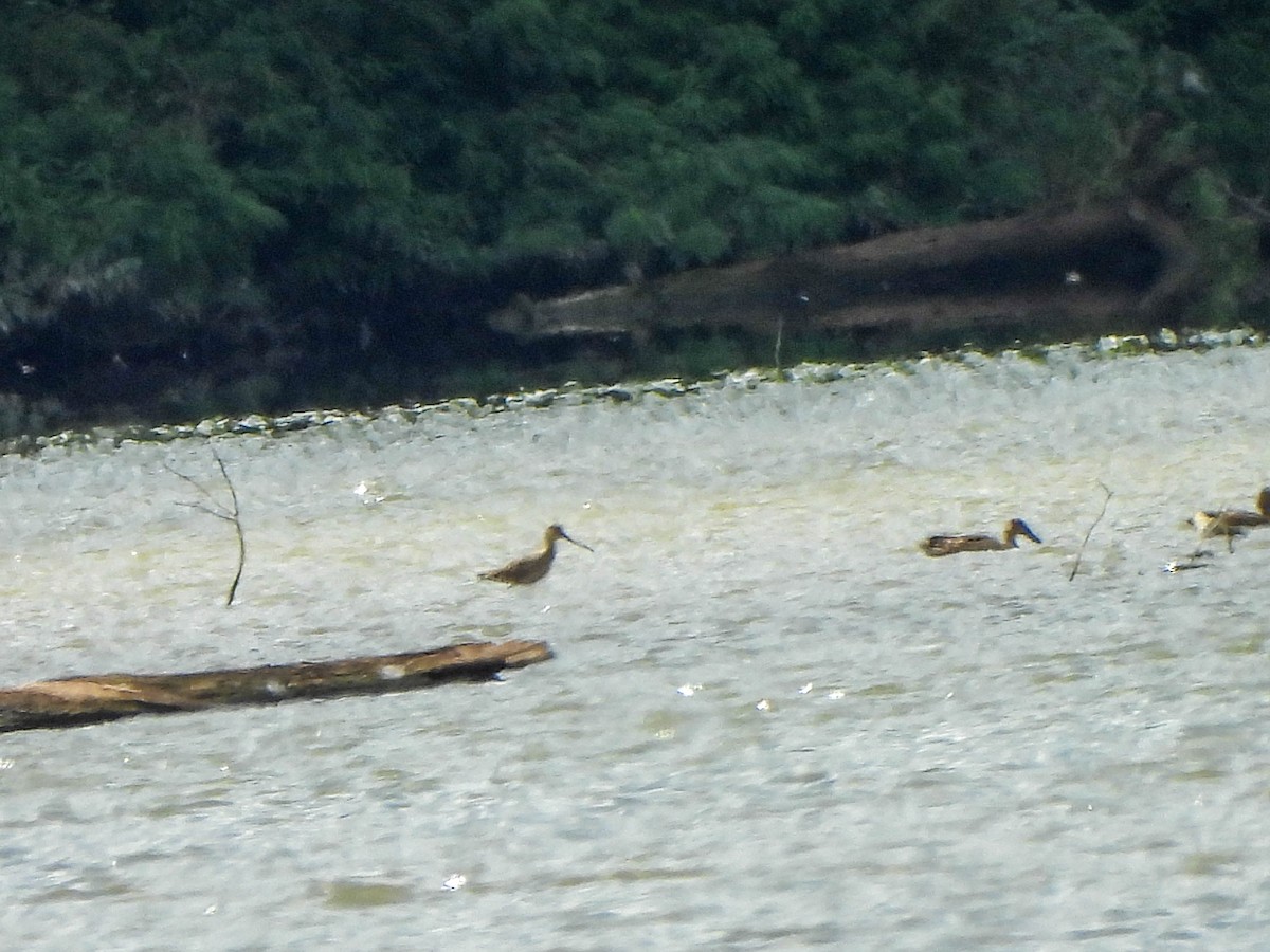 Hudsonian Godwit - ML640856558
