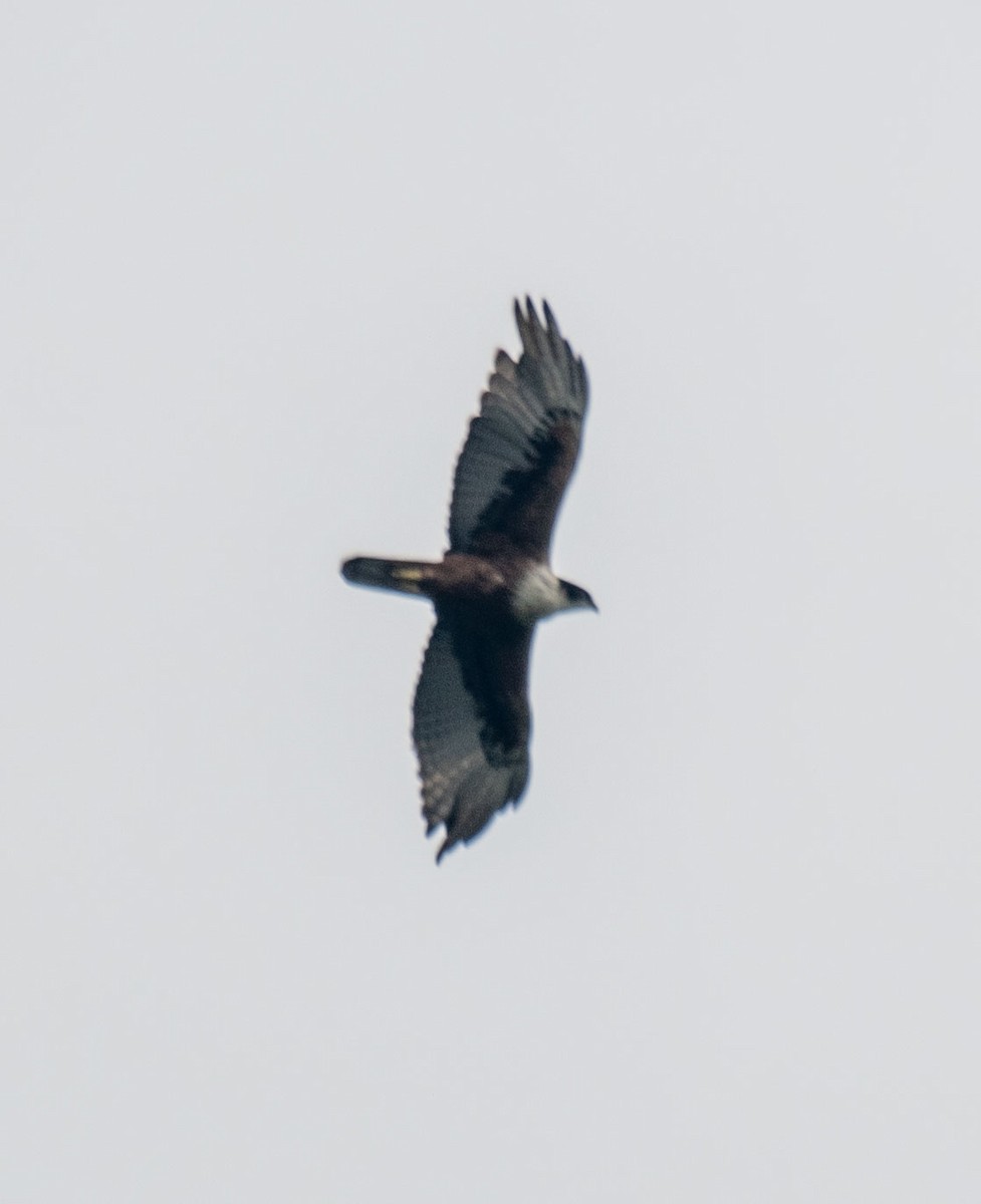 Rufous-bellied Eagle - ML640856560