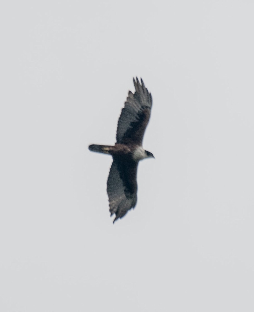 Rufous-bellied Eagle - ML640856563
