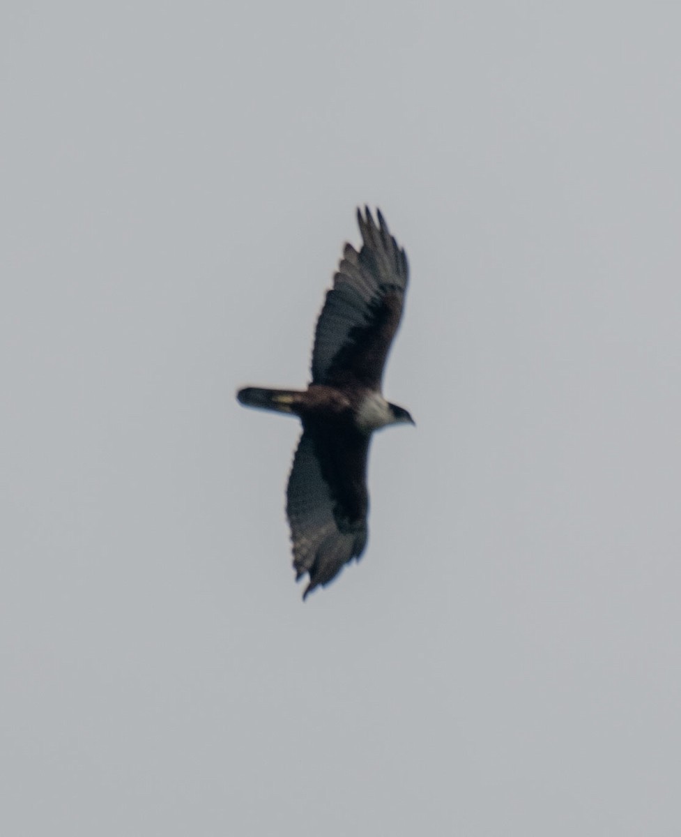 Rufous-bellied Eagle - ML640856571