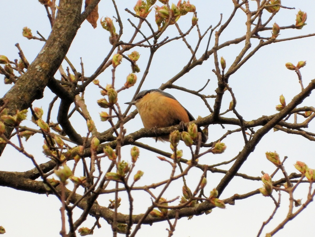 White-tailed Nuthatch - ML640856577