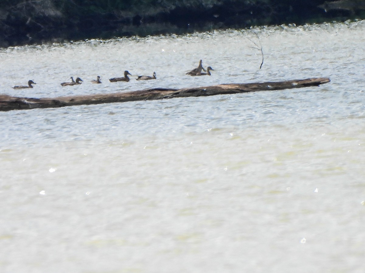 Blue-winged Teal - ML640856578