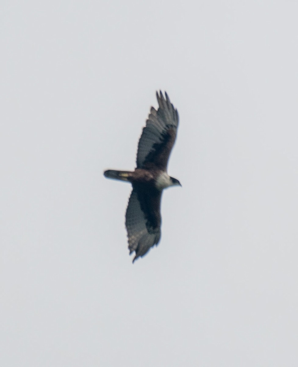 Rufous-bellied Eagle - ML640856580
