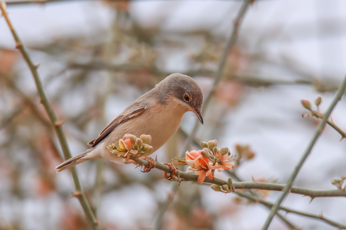 Eastern Subalpine Warbler - ML640856588