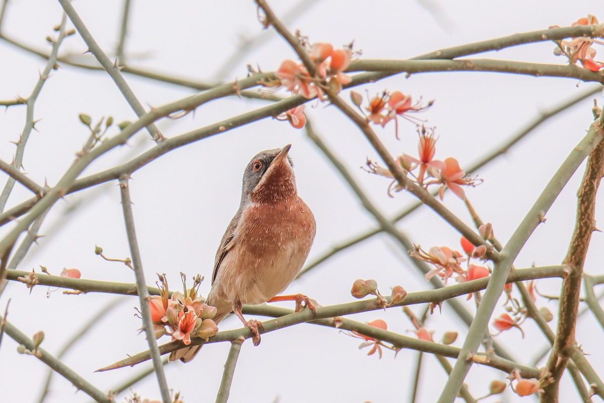 Eastern Subalpine Warbler - ML640856594