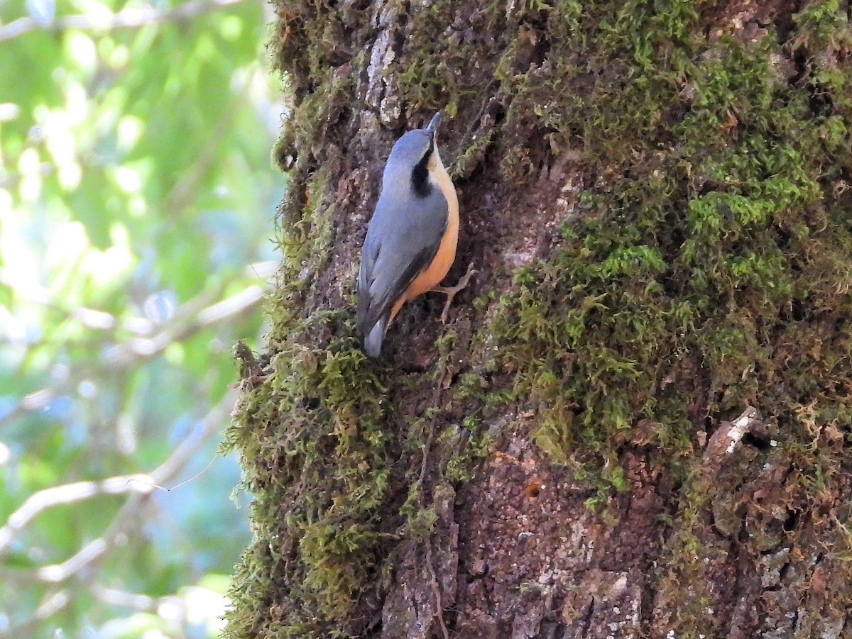 White-tailed Nuthatch - ML640856650
