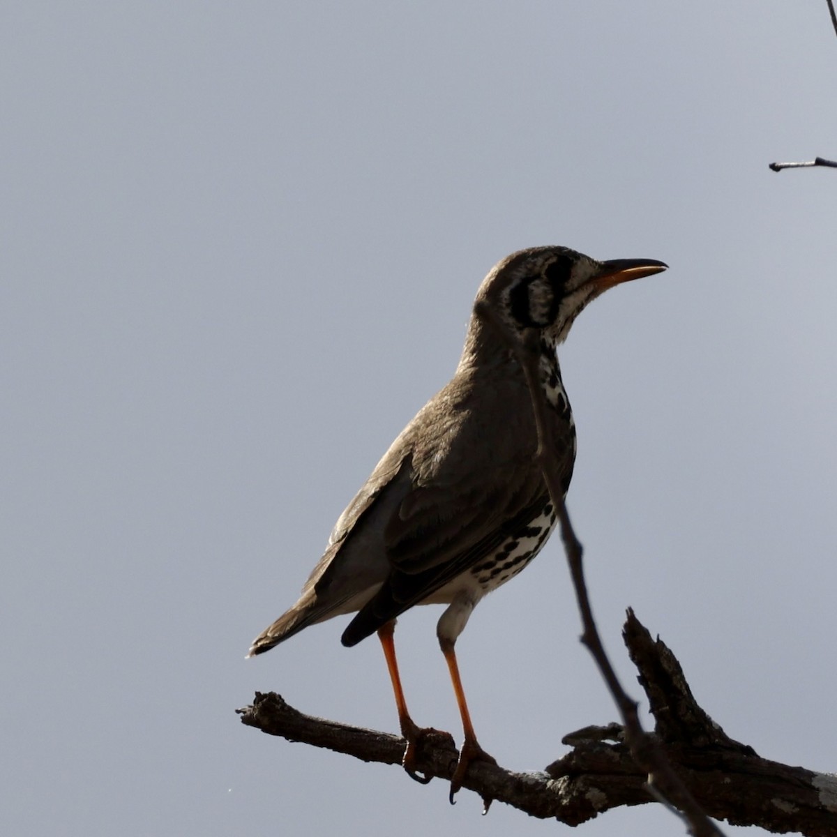 Groundscraper Thrush - ML640856663