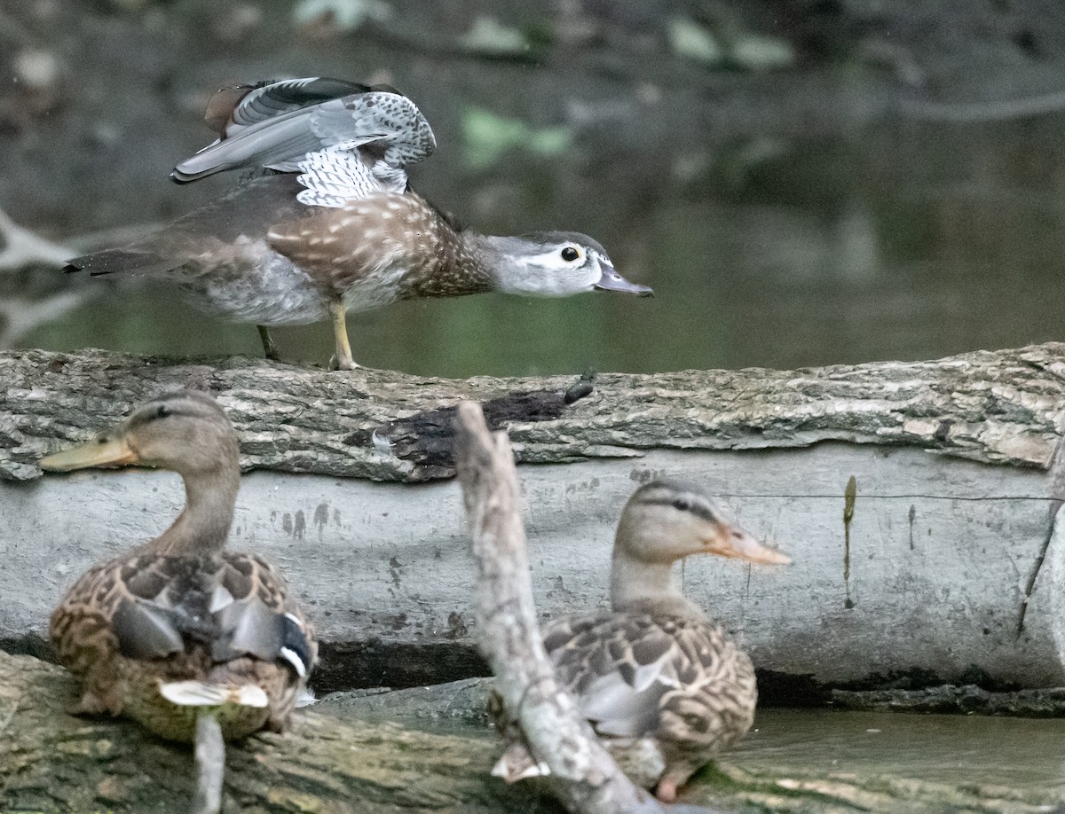 Wood Duck - ML640856668