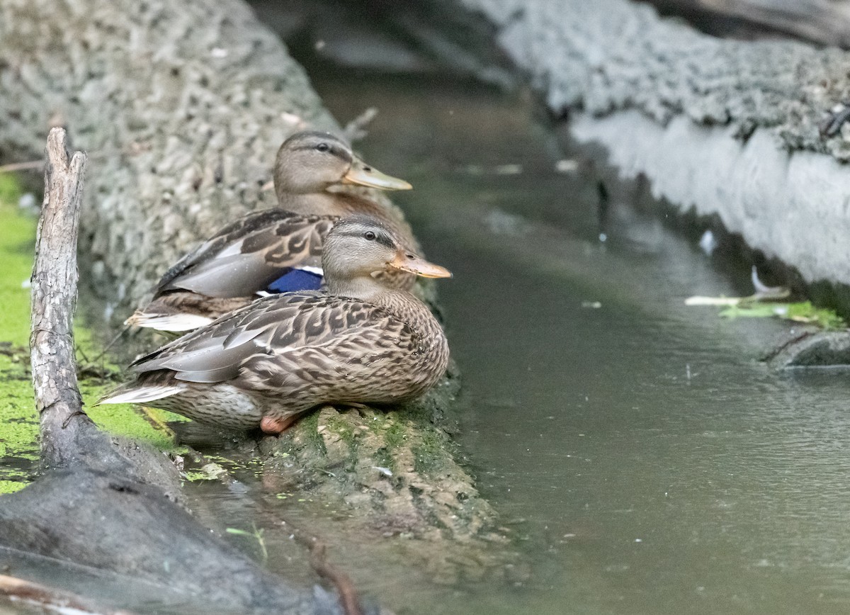 Mallard - ML640856684