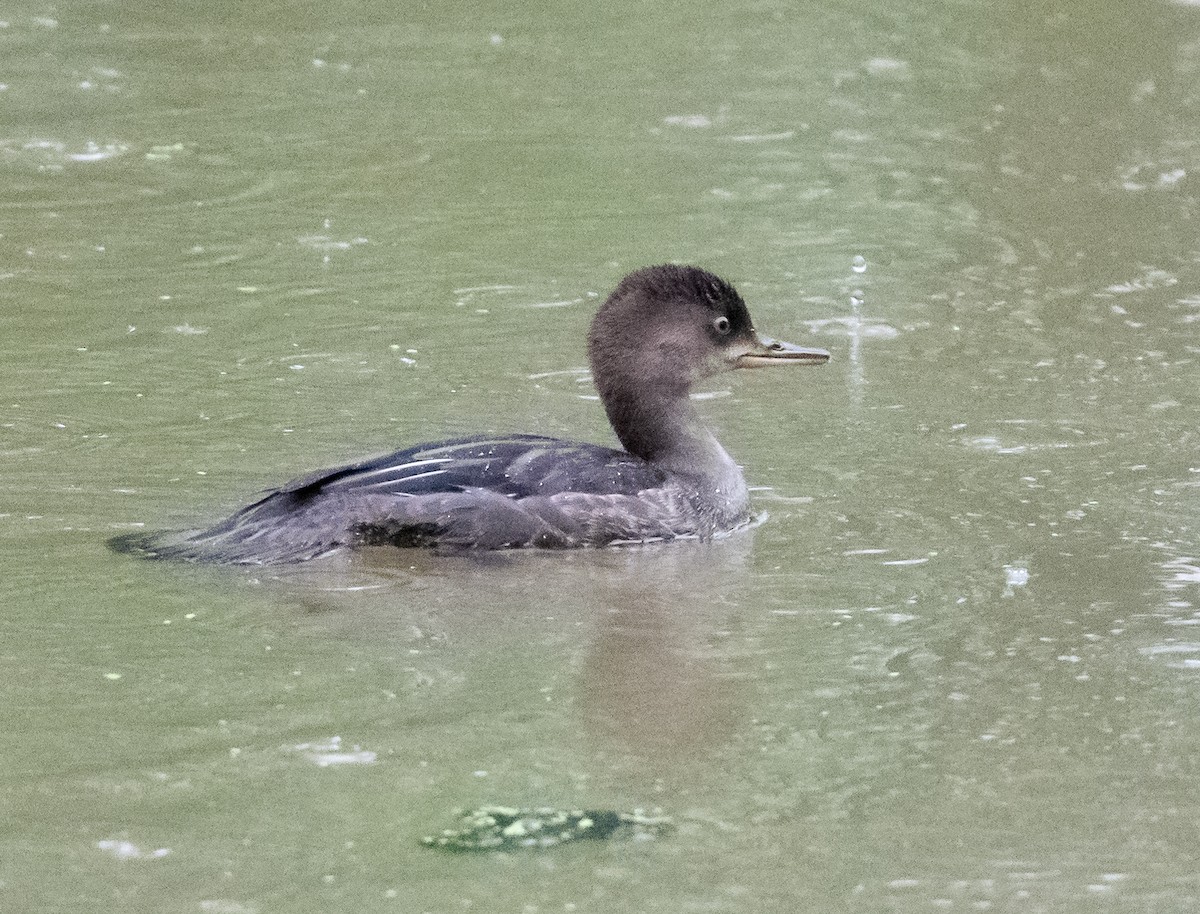 Hooded Merganser - ML640856691