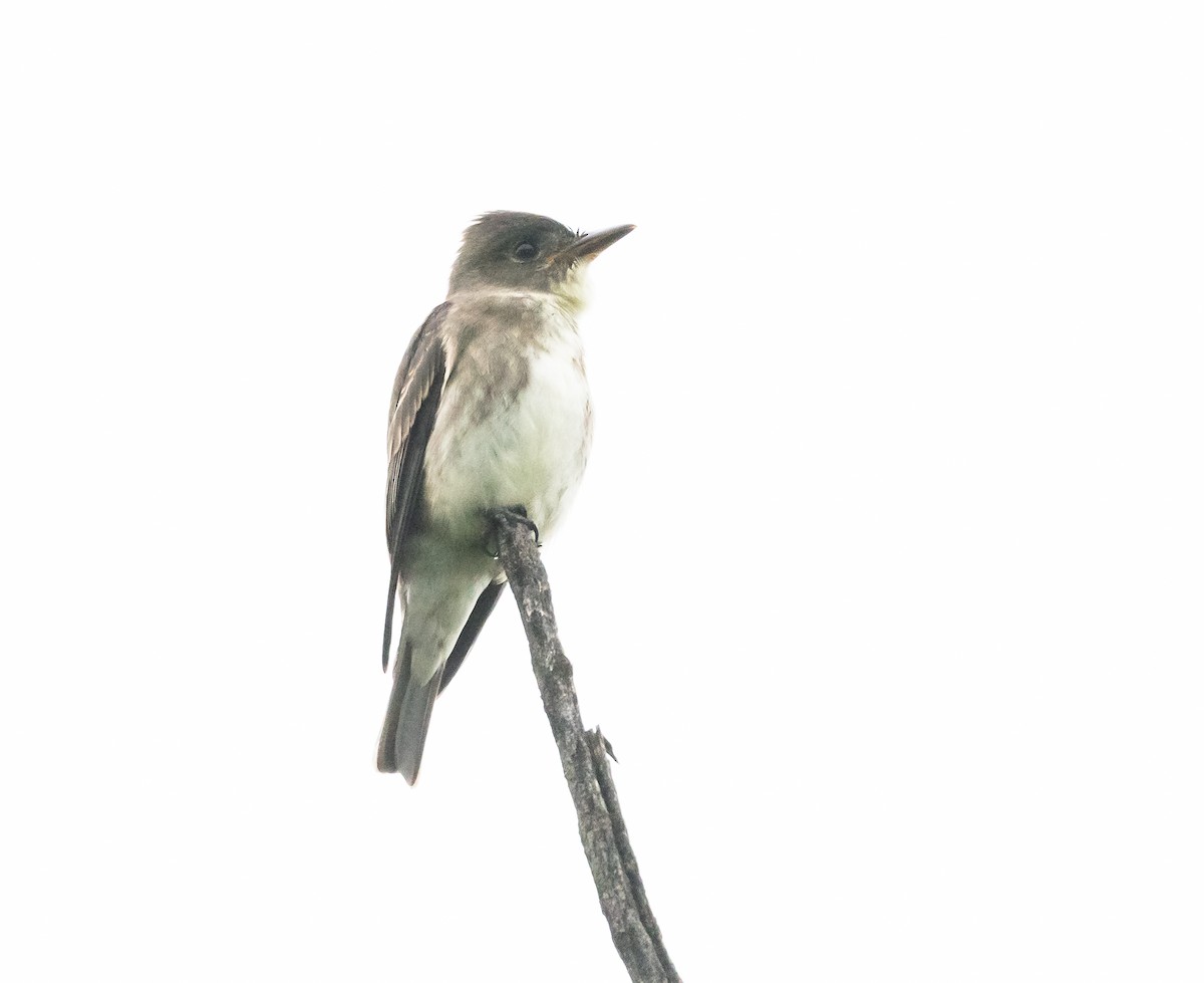 Olive-sided Flycatcher - ML640856694