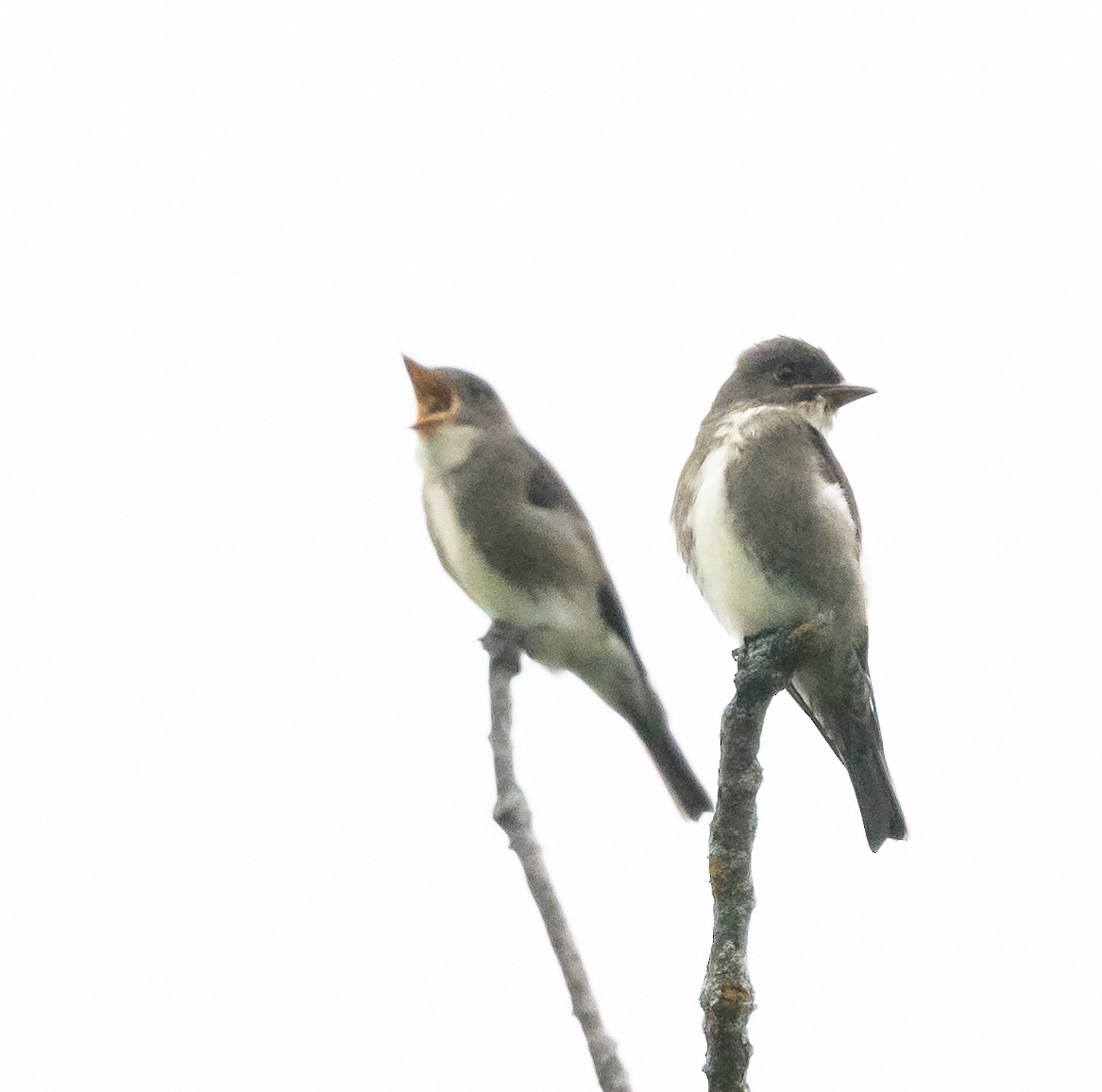 Olive-sided Flycatcher - ML640856698