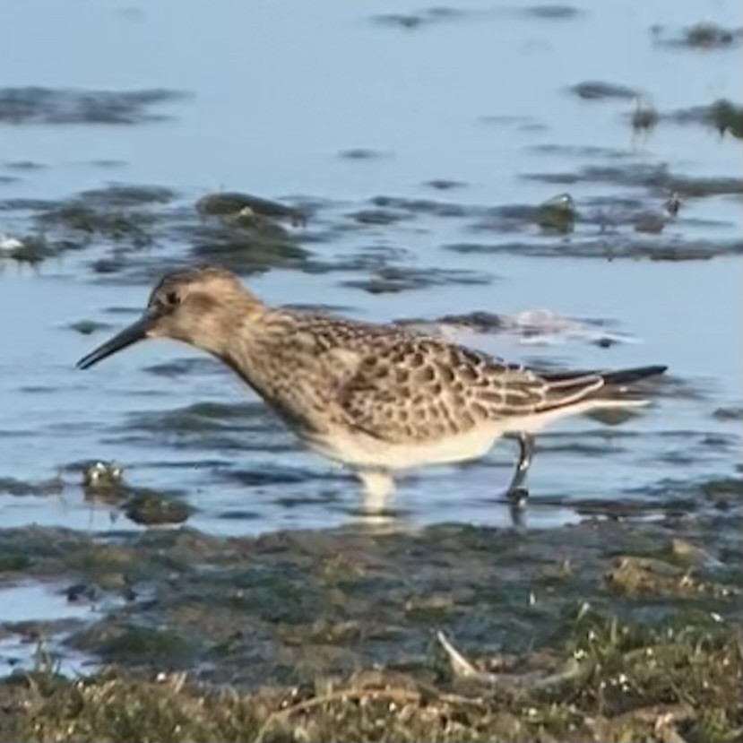 Gambecchio di Baird - ML640856702