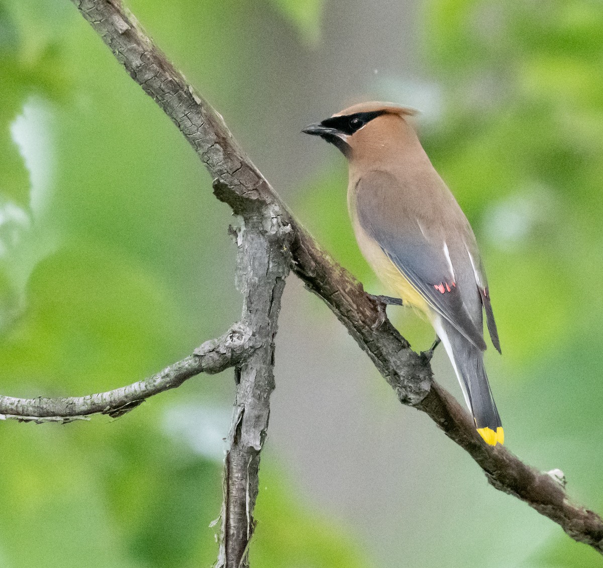Cedar Waxwing - ML640856706