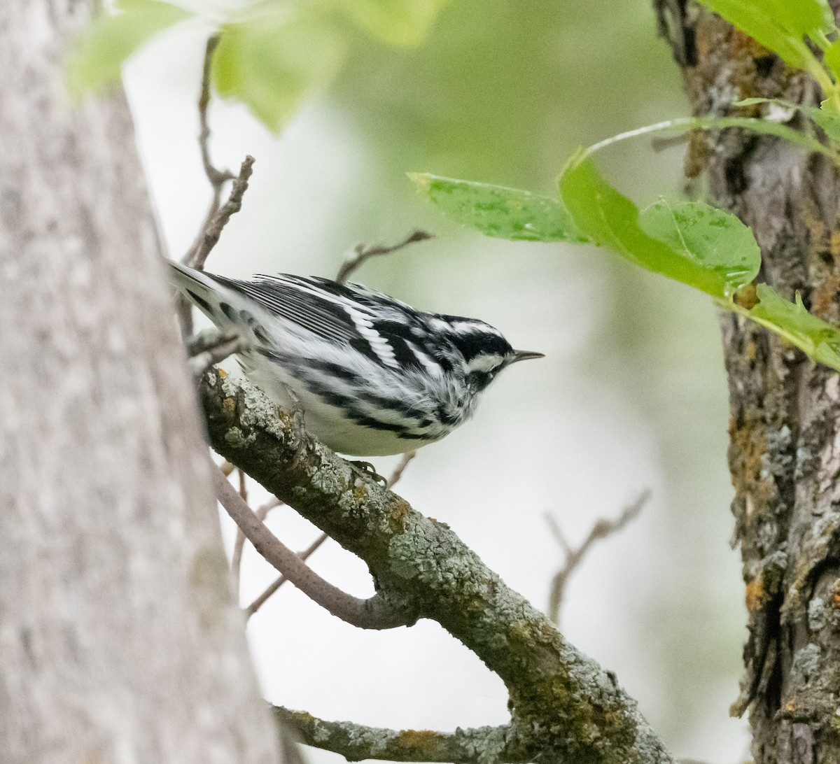 Black-and-white Warbler - ML640856713