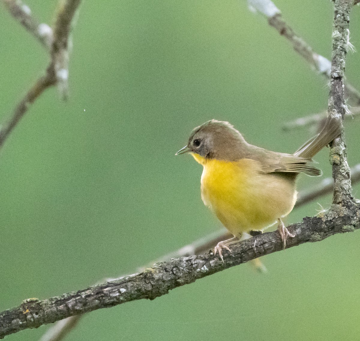 Common Yellowthroat - ML640856717