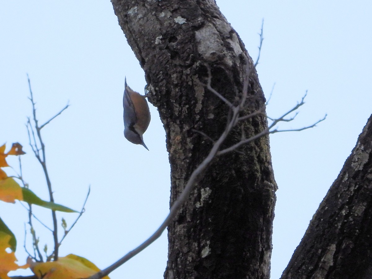 Chestnut-bellied Nuthatch - ML640856754