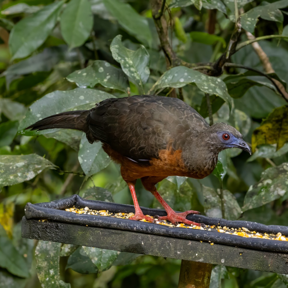 カマバネシャクケイ - ML640856856