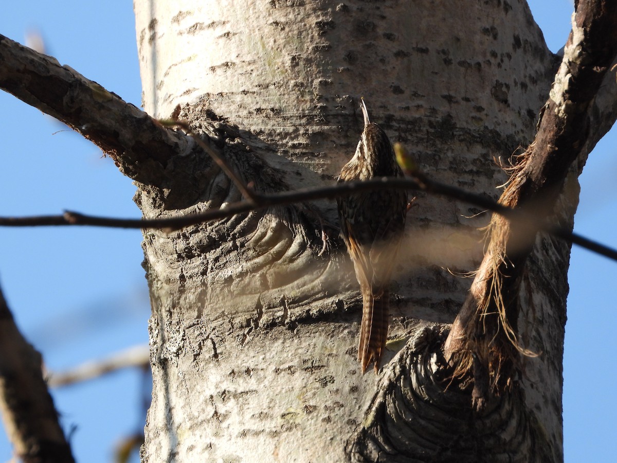 Bar-tailed Treecreeper - ML640856931