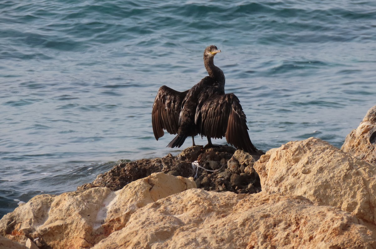 kormorán chocholatý - ML640856972