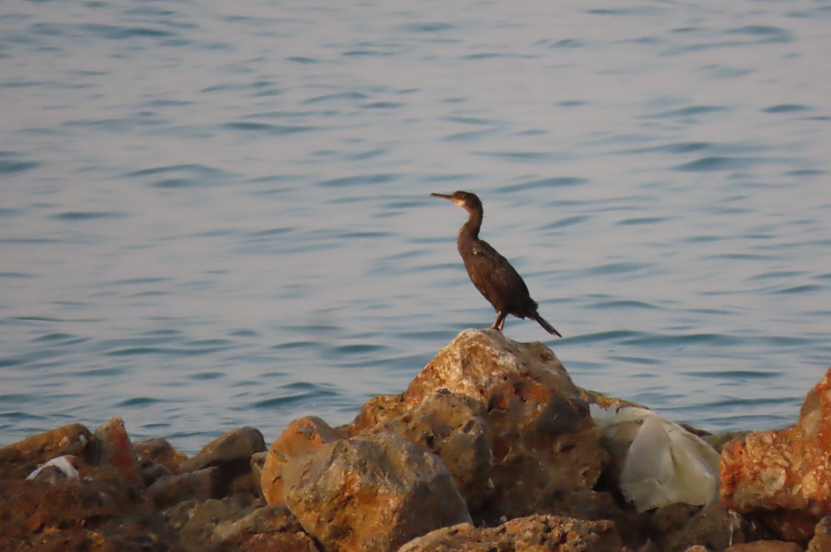 kormorán chocholatý - ML640856973