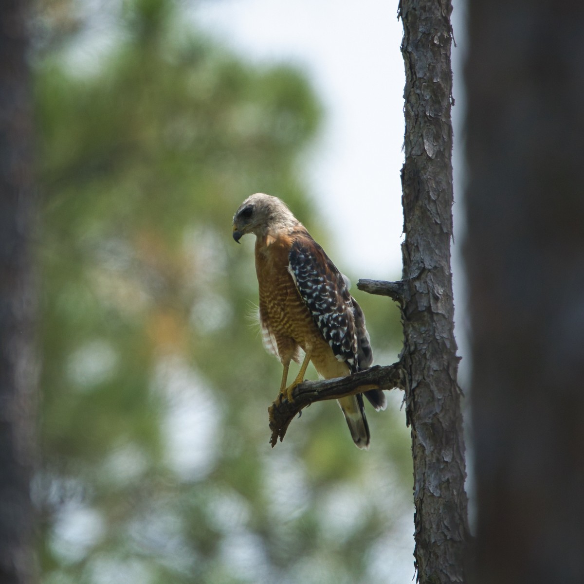 Red-shouldered Hawk - ML640856974