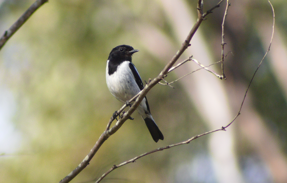 Hooded Robin - ML640856999
