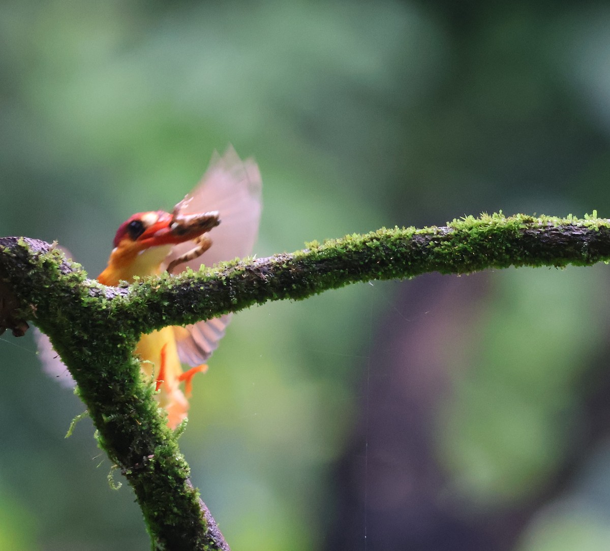 黑背三趾翠鳥 - ML640857005