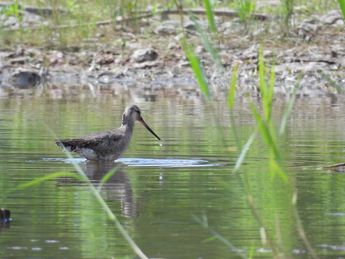 Hudsonian Godwit - ML640857110