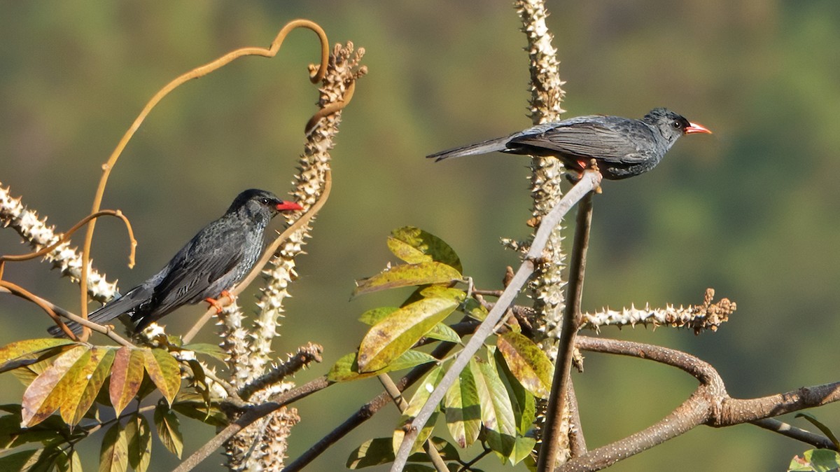 Black Bulbul - ML640857111