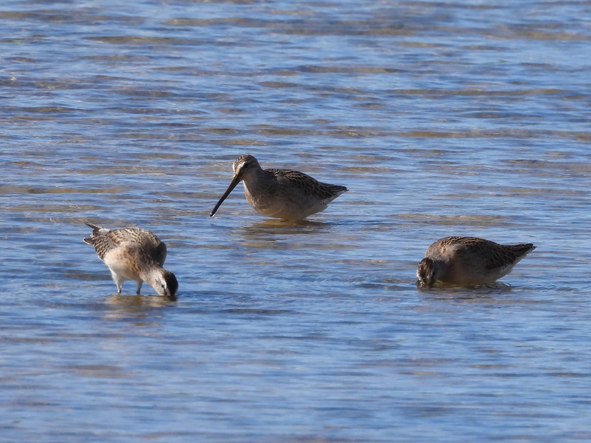Short-billed Dowitcher - ML640857113
