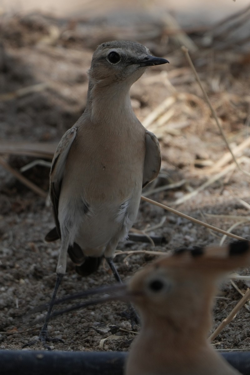 Desert Wheatear - ML640857118