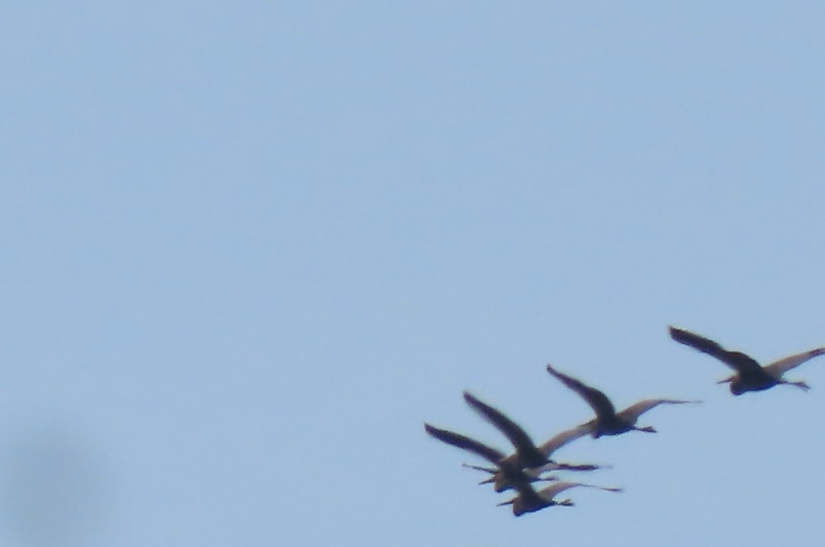 volavka červená - ML640857149