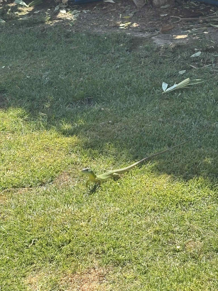 Balkan Green Lizard - ML640857181