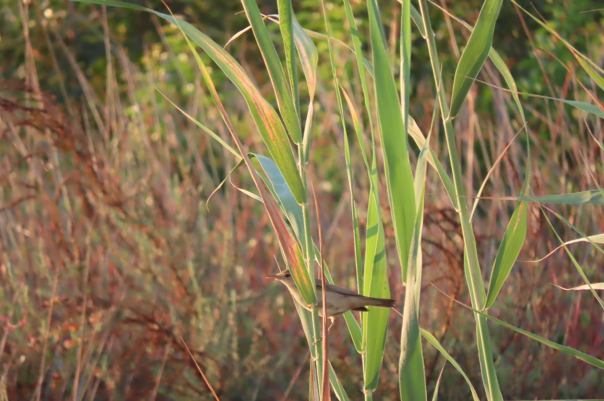 rákosník obecný - ML640857233