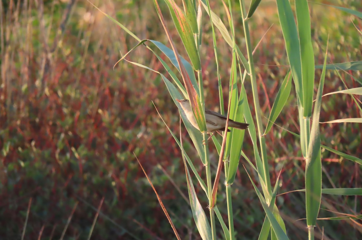 rákosník obecný - ML640857234